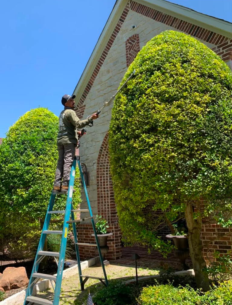 Maldonado crew member trimming tall shrubs from a ladder