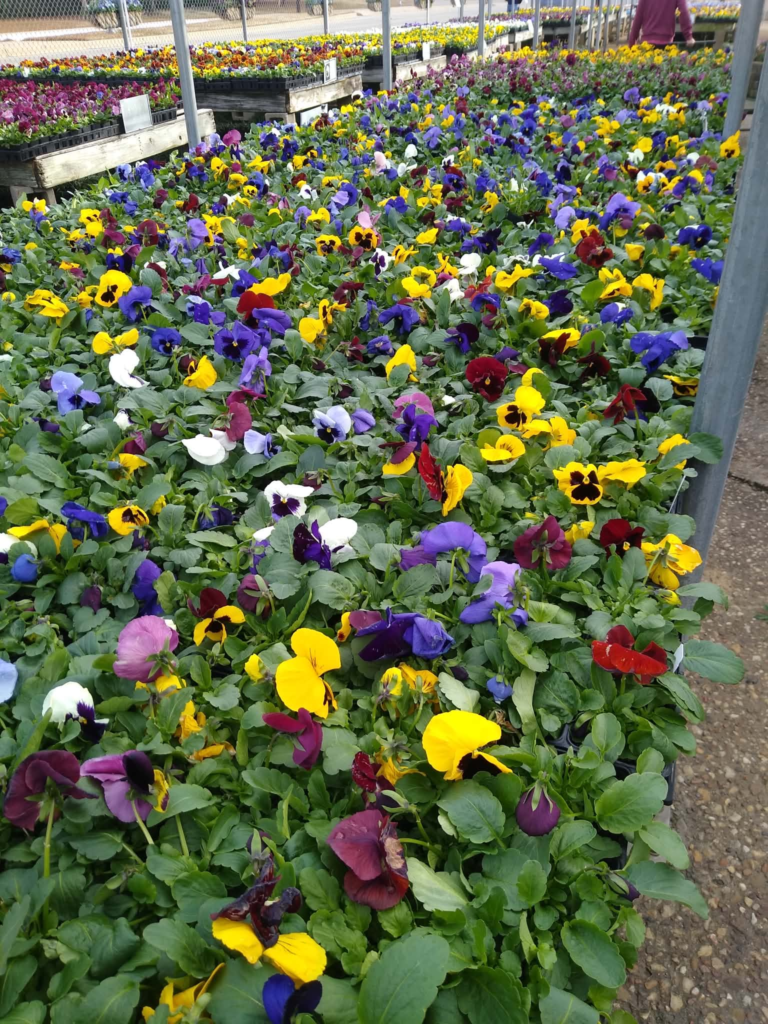 Pansies in assorted colors for fall and winter flower beds