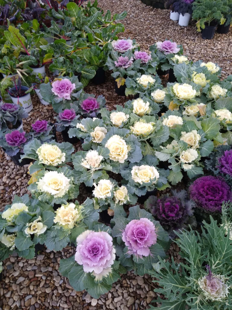 Ornamental cabbage and kale for seasonal flower bed color