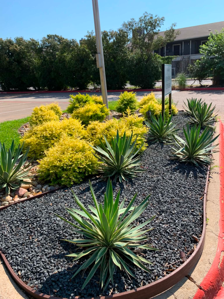 Lawn care service areas: landscape bed with agave, yellow shrubs and black rock