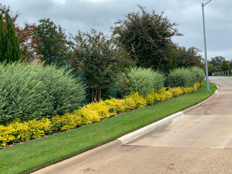 Trimmed hedges and a yellow shrub border along a neighborhood curb