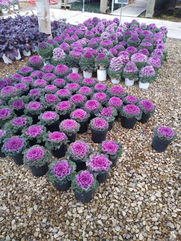Purple ornamental kale plants for seasonal landscaping